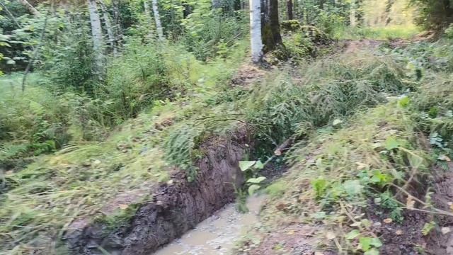 Съездили за грибами в лес на каракате.