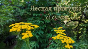 Лесная прогулка 01.08.2026. Экшн-камера DJI Osmo Pocket 3