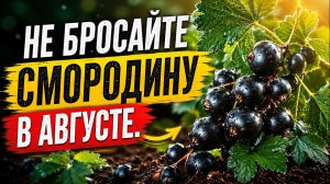 Что сделать со смородиной сразу после сбора ягод: 15 шагов в августе