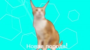 создал новый вид/породу Котов!