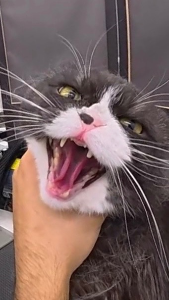 Груминг кота