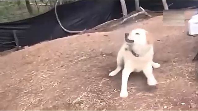 Всячинки