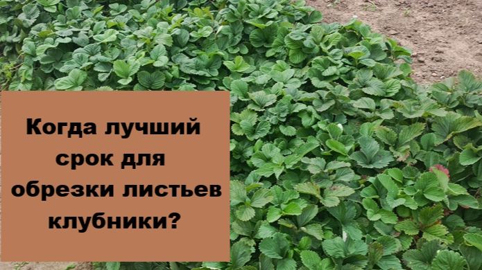 Ягоды - клубника и земляника