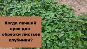 Когда и для чего нужно обрезать листья у клубники после сбора ягод?