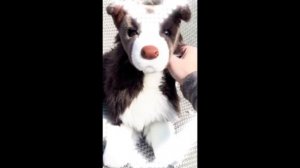 🐾✨💗