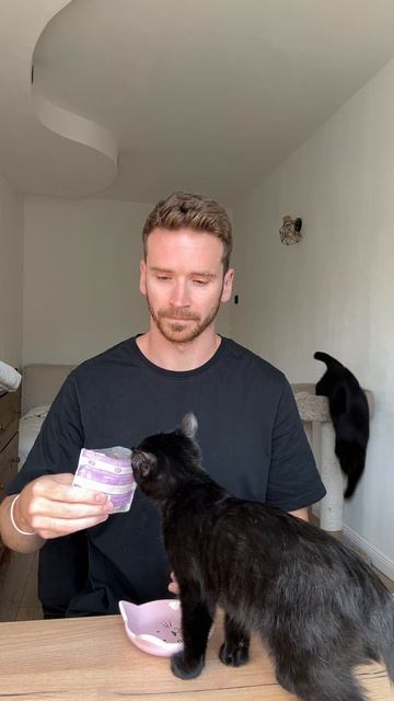 Кошачья распаковка