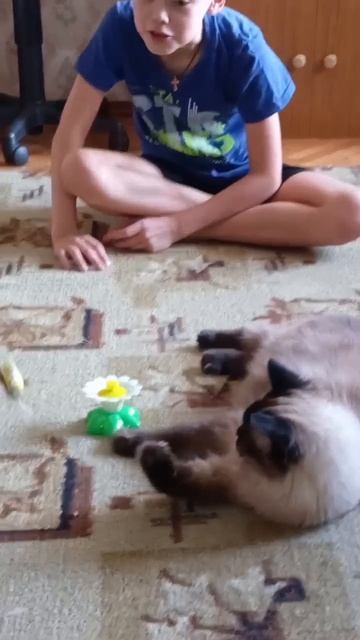 Реакция моей кошки на новую игрушку