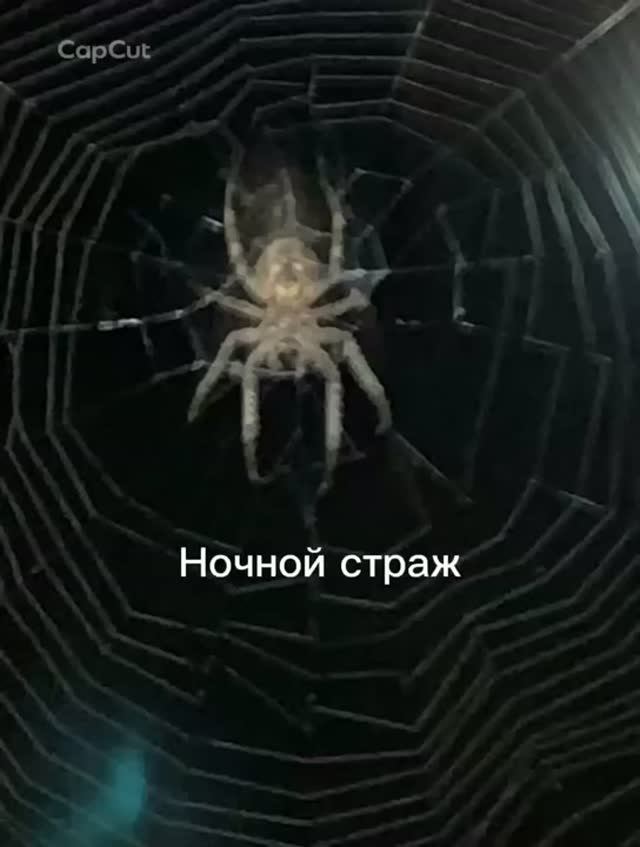 Паук ночь #пауки #паук #ночной паук