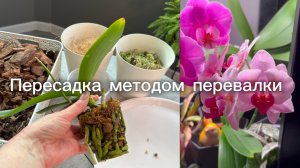ПЕРЕСАДКА азиатского подростка ОрХиДеИ ✅ #орхидеи