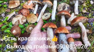 Выход за грибами 09.08.2026 - есть красавчики 👍