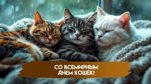 С днём кошек. Роскошная музыкальная открытка.