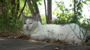 8 августа — всемирный день кошек