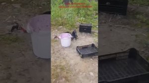 Сбор черники граблями профи для ребёнка. Спец заказ. www.sbor-yagod.ru https://vk.com/club223023506