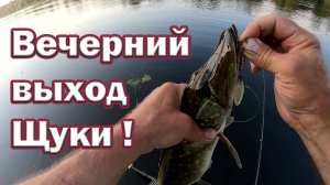 Вечерний клёв щуки. На эту приманку легко поймать разную рыбу. Рыбалка на спиннинг.