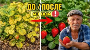 ПЕРЕСТАНЬТЕ лить СОДУ под клубнику - угробите всю ягоду