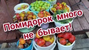 Опять помидорки! Григорий починил плиту.