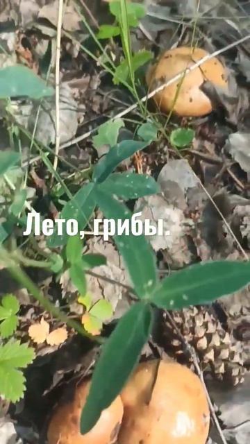 лето, грибы. ❤