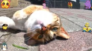 Кошки и их звуки для детей Развивающее видео о кош