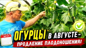 ОГУРЦЫ В АВГУСТЕ-продление плодоношения!