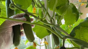 Огород в квартире.🍅🥒🌶️Какие сорта лучше выращивать в горшках.Как вылечить заболевшее растение.