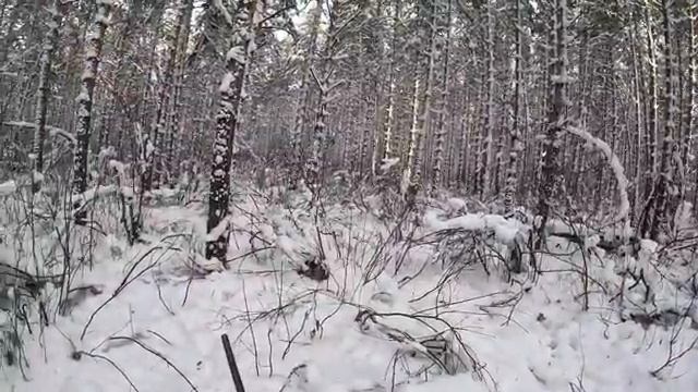 охота на кабана, 32 калибр, зверь за зверем