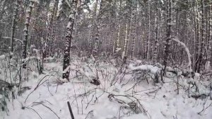 охота на кабана, 32 калибр, зверь за зверем