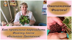 Омоложение Фиалки! Как правильно пересадить Фиалку после обильного Цветения!