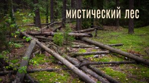 «Мистический лес». Акустический ритм для размышлений