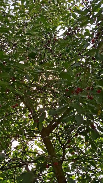 Наша вишня 🍒 #вишня #вишневое #дерево #вишнёвоедерево #собираемвишню #вишневый #деревня #домвдеревн