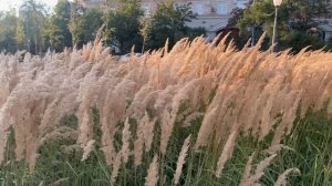 Островок красоты на Кутузовском проспекте