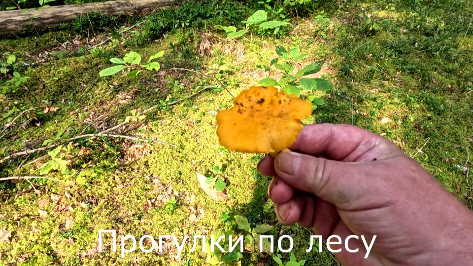 Хотел установить фотоловушку, рюкзак забыл дома и не нашел канаву.
