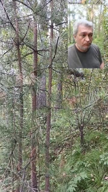 Утро в лесу