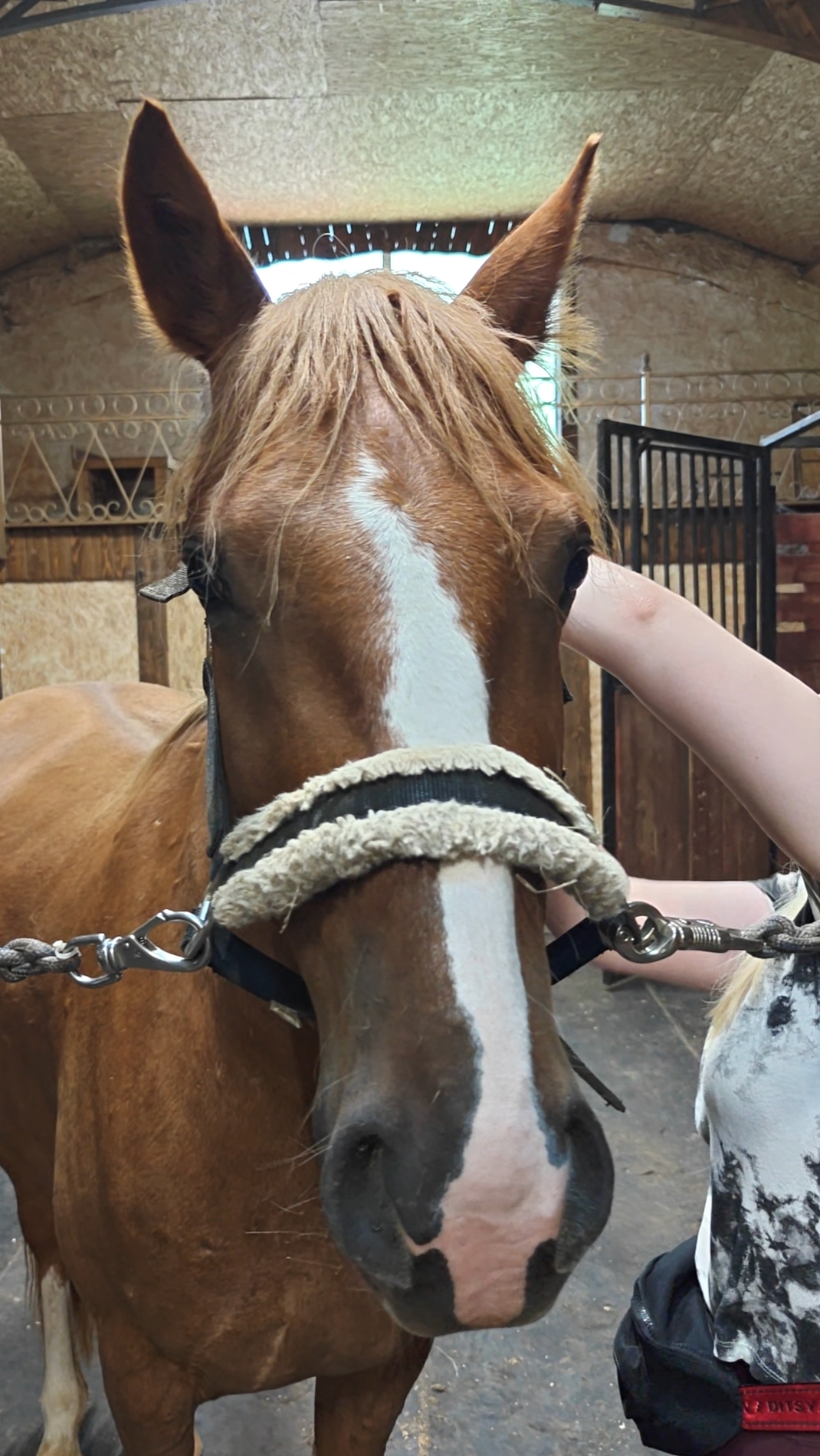 Антареса на колбасу?! Не знаю 🤣😁🤣 #trending #конь #конюшня #horse #funny #природа #nature