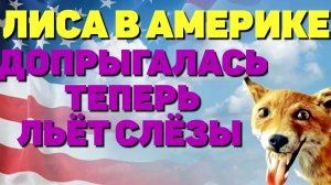 Допрыгалась /Теперь льёт слезы /Лиса в Америке Обзор