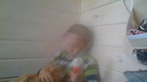 полезные факты о котах как разбудить кота