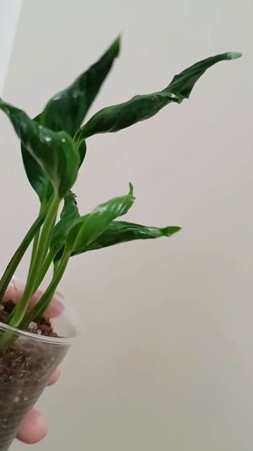 Для покупательницы Авито видео 🌿🌸☘️ #авито
