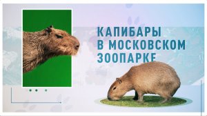 Капибары в Московском зоопарке