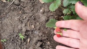 Дела дачные. Пастила из сливы. Перевезла монарду на участок.