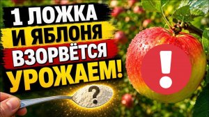Дайте это Яблоне в Июне - и Яблоки вырастут с кулак!
