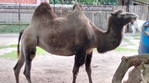 Калининградский зоопарк Часть 3