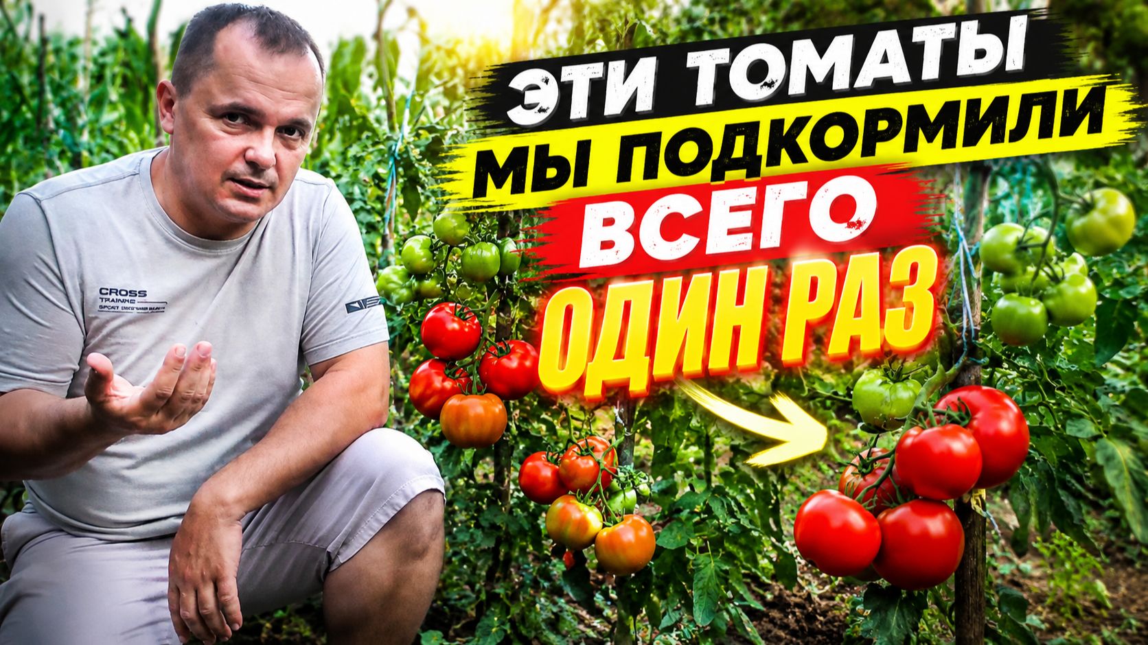 Эти томаты мы подкормили всего ОДИН раз - вот что на них выросло.