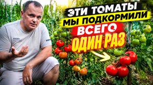 Эти томаты мы подкормили всего ОДИН раз - вот что на них выросло.