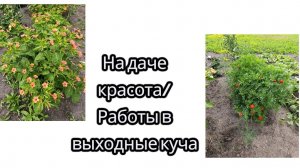 На даче красота/Работы в выходные куча