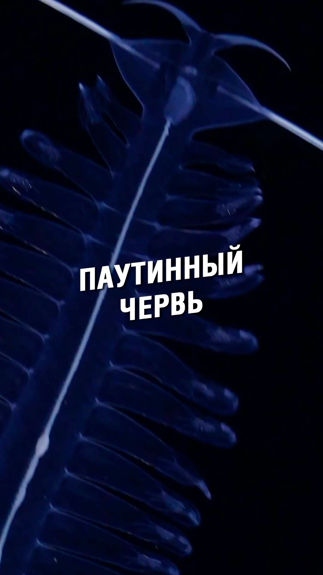 ПАУТИННЫЙ ЧЕРВЬ | OCEAN