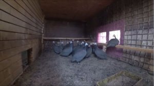 Про цесарок