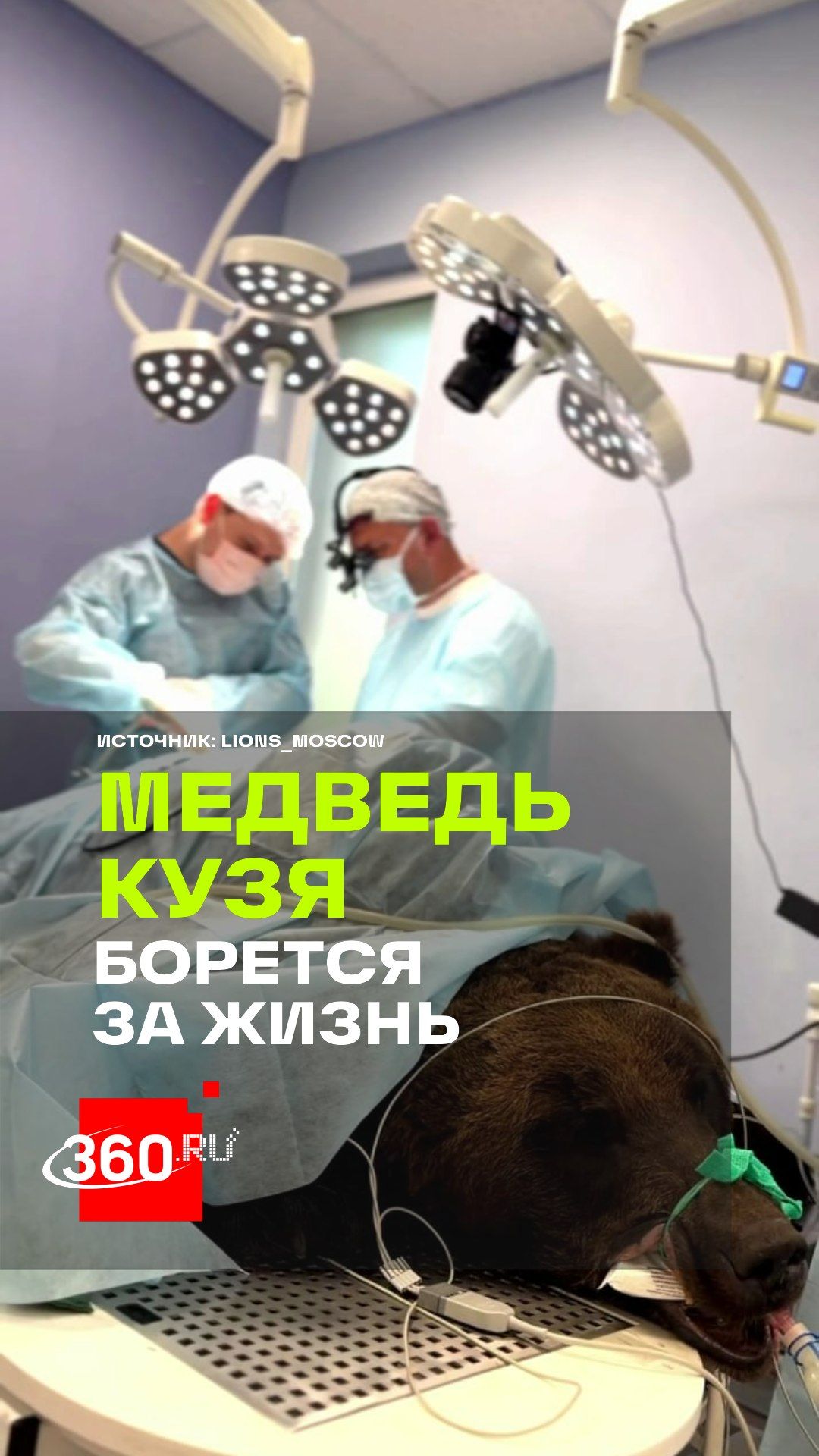 «Пока он хочет бороться — мы будем рядом»: спасенного медведя Кузю оперируют в Москве