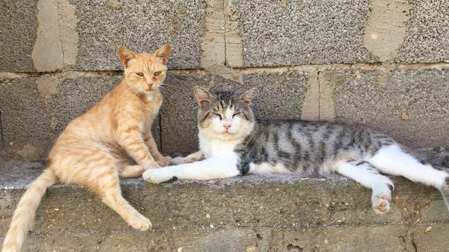 Кот Васька и его рыжая подружка