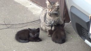 Кормим бездомных котят на улице Влог