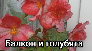08-08-2026. Балкон и голубята.
