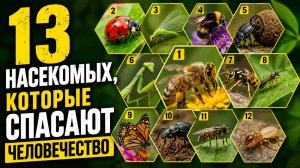 13 НАСЕКОМЫХ, КОТОРЫЕ СПАСАЮТ ЧЕЛОВЕЧЕСТВО